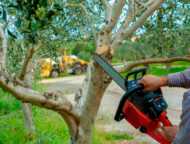 The Steps Involved in Our Tree Care Process in Nicoma Park, OK